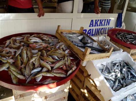 yalikavak fishing.